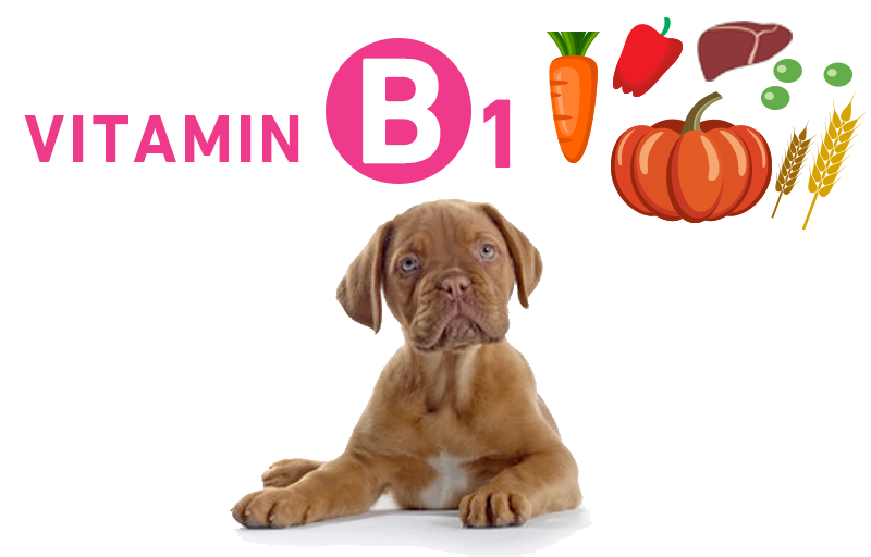 犬とビタミンB1（チアミン・アノイリン）