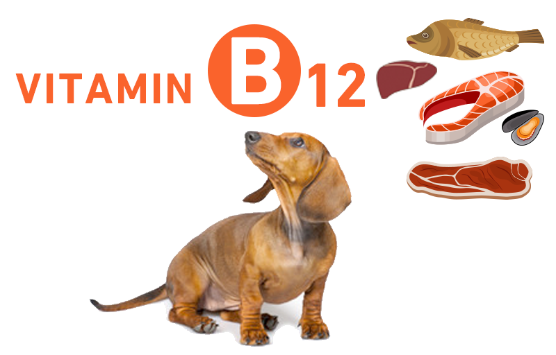ビタミンB12（コバラミン・シアノコバラミン）