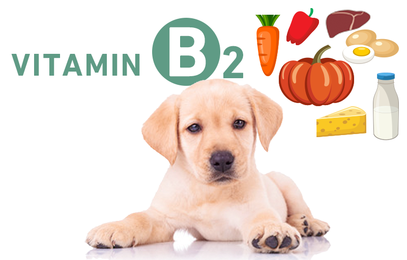 犬とビタミンB2（リボフラビン・ラクトフラビン）