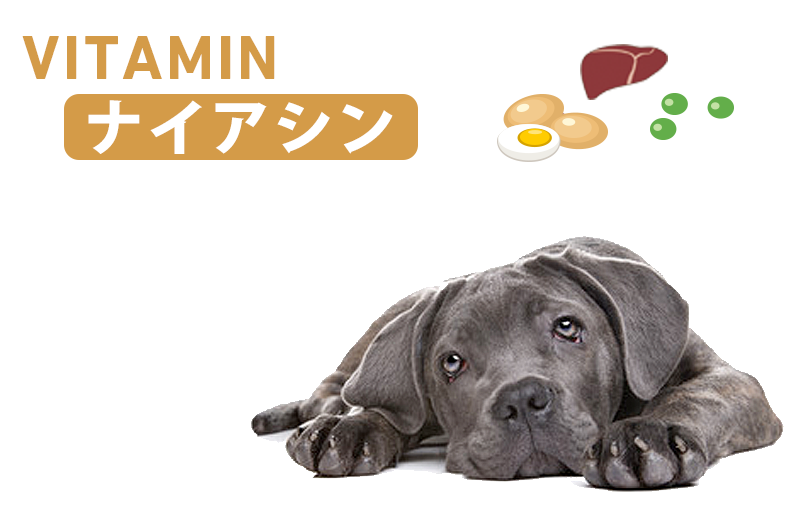 犬とナイアシン（ニコチン酸・ニコチンアミド・ビタミンB3）