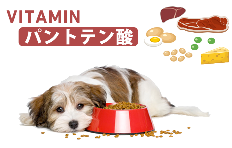 犬とパントテン酸（ビタミンB5）